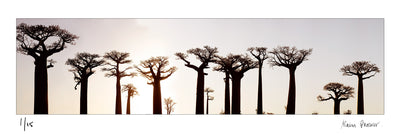 Boabab tree avenue, Madagascar | Fine Art Photographic print by Alain Proust