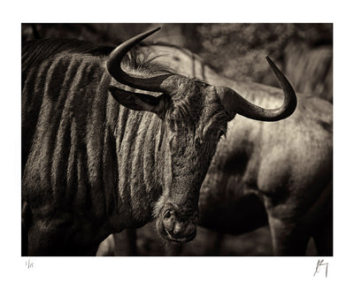 Black Wildebeest, Kruger national Park, South Africa. | Fine art photographic print by Chad Henning