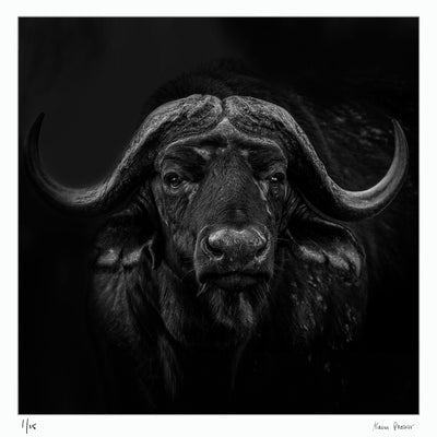 Cape Buffalo, South Africa big five, fine art photography print by Alain Proust, black and white, square.