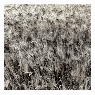 Wheat, cereal field, Urville, champagne | Fine art photographic print by Alain Proust
