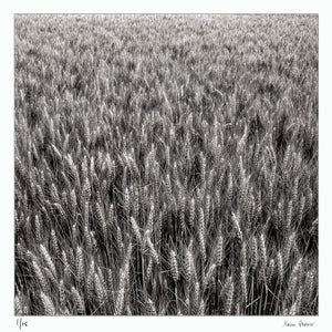 Wheat, cereal field, Urville, champagne | Fine art photographic print by Alain Proust