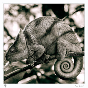 Chameleon, Peyrieras Nature Farm, Mandraka Reptile Farm</b>) is a small privately run reserve at Marozevo, Madagascar | Fine Art Photographic print by Alain Proust