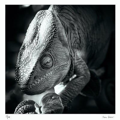 Chameleon, Mandraka Reptile Farm, Marozevo, Madagascar | Fine art Photographic print by Alain Proust