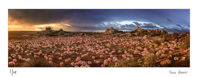 Charlie's hoek, Nieuwoudtville, Karoo, South Africa flowers in bloom | Fine art photographic Print by Alain Proust