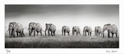 Elephants Masai Mara, Kenya | Fine art Photographic print by Alain Proust