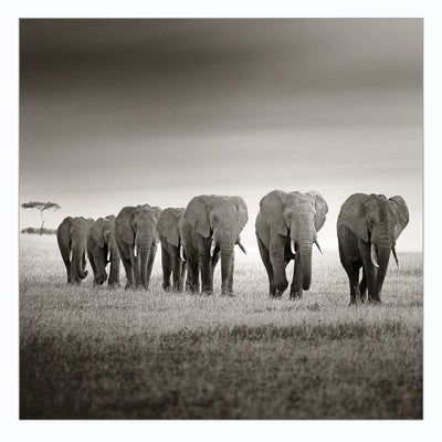 Elephants walking, Masai Mara, Kenya | Fine art photographic print by Alain Proust