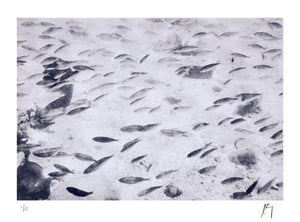 Abstract, school of small fish swimming over sand. False Bay, Cape Town. | Fine art photographic print by Chad Henning