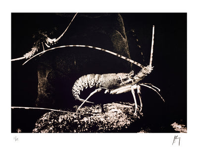 Crayfish, West coast rock lobster poses on a rock, dark dramatic background | Fine Art Photographic print by Chad Henning