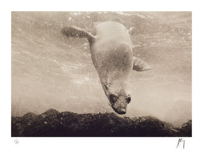 Cape Fur Seal diving | Fine art lithographic photographic pirnt by Chad Henning