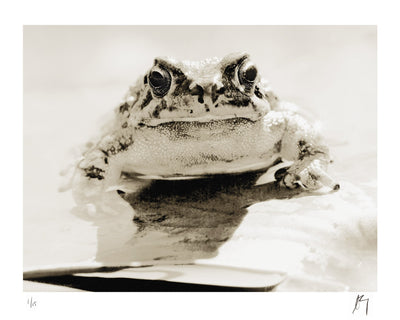 close up of endangered Cape Western Leopard toad on lilly pad | Fine art photographic print by Chad Henning