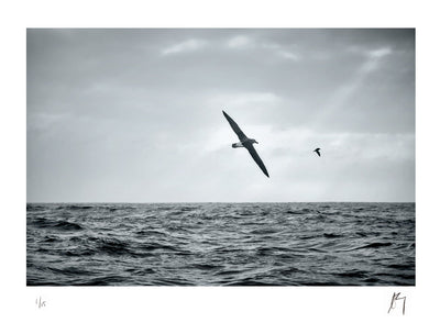 Albatross flying off the Canyoon fishing grounds, Cape Point, South Africa | Fine art photographic print by Chad Henning