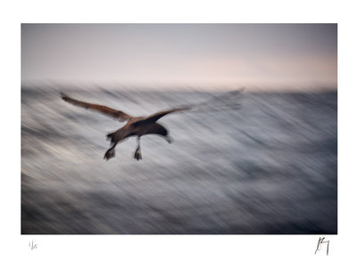 Skua seabird descending | Fine Art photographic print by Chad Henning