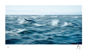 Pod of common dolphins swimming at Seal Island, False Bay, Western Cape, South Africa | Fine art Photographic print by Chad henning