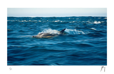 Common Dolphins hunting in False Bay, Western Cape South Africa Slow motion blur | Fine art photographic print by Chad henning