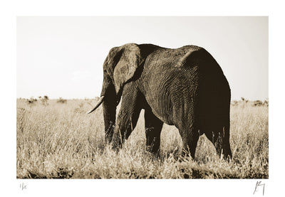 Big 5, African Elephant in grassland, Kruger national part South Africa | fine art photographic print by Chad Henning