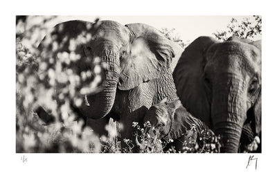 Big 5, African Elephant and calf in grassland, Kruger national park, South Africa | Fine Art photographic print by Chad Henning