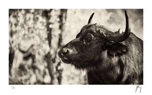 Big 5, African Buffalo Cow, Kruger National park, South Africa | Fine Art Photographic print by Chad Henning