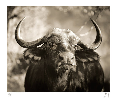 Big 5, African Buffalo Cow, Kruger National park, South Africa | Fine Art Photographic print by Chad Henning