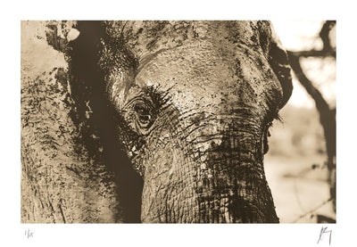 Close up Elephant fresh mud bath, big 5 | Fine art photographic print by Chad Henning