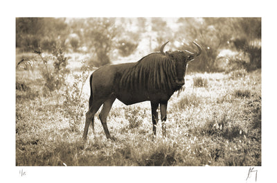 Black Wildebeest, Kruger national park, South Africa | Fine art Photographic print by Chad Henning