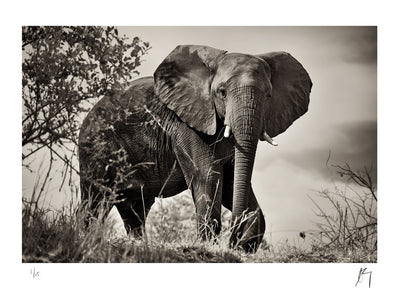 Low angle view of majestic Elephant, big 5, kruger National Park, South Africa