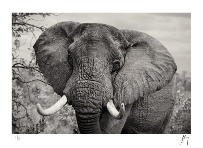 Majestic African Elephant Kruger National Park, South Africa | Fine Art Photographic print by Chad Henning