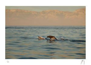 Cape Fur Seals swims final stretch to reach Seal Island after a night out at sea, False Bay, South Africa | Fine art Photographic print by Chad Henning