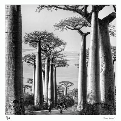 Baobabs trees lining the dirt road between Morondava and Belon'i Tsiribihina Menabe region of western Madagascar. Fine art photographic print by Alain Proust